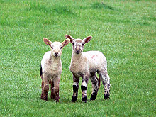 Овцевъдството - нишата, която ни предлага ЕС