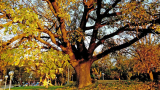 Обявиха 200-годишен дъб за защитено дърво