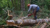 Нова наредба за горите създава напрежение в дърводобивния бранш