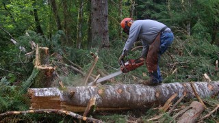 59-годишен мъж пострада при дърводобив в Доспатско 