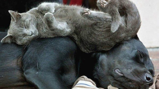 Защо ставаме сънливи след хранене?