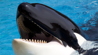 Група косатки причиниха сериозни щети на ветроходна лодка край южните