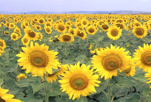 България е лидер в износа на слънчогледово семе