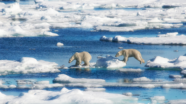 Неизбежно ли е изчезването на полярните мечки