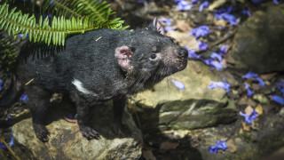 За първи път от 3000 г тасманийски дяволи отново са