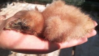 Египетско лешоядче се излюпи в Спасителния център на Зелени Балкани