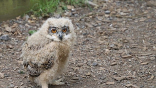 През последните седмици в Регионалната инспекция по околната среда и