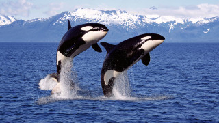 Тайната на менопаузата при китовете - разкрита