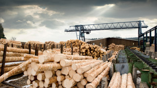 Цените на дървесината записаха най-големият си спад в историята