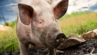 В три общини на Старозагорска област са открити диви свине, заразени с Африканска чума