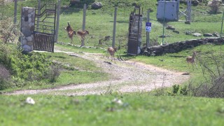 Освободиха 54 елени лопатари в Родопите