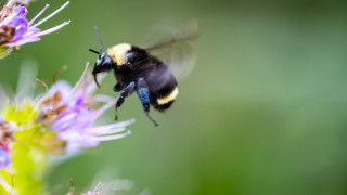 Eволюцията на полета при насекомите ги е видяла да се