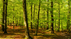 Полша ограничава сечта на древни гори