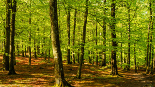 Politico: Европа посяга на горите си заради енергийната криза