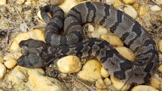 В САЩ откриха змия с две глави Наречена Двойният Дейв