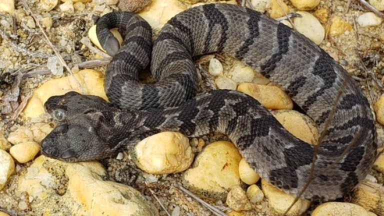 В САЩ откриха гърмяща змия с две глави
