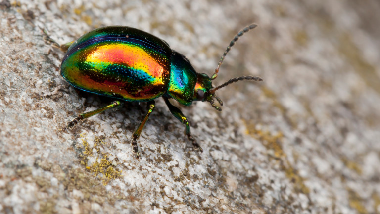 Защо някои бръмбари са блестящи