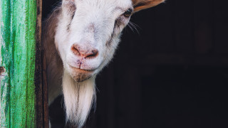 Непълнолетни откраднаха пет кози  в село Чомаковци съобщи ОДМВР