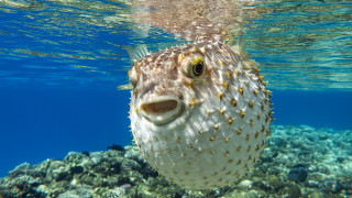 Риба балон беше уловена край бреговете на Севастопол съобщава БНР Новината