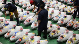Известният рибен пазар в Токио заработи на ново място