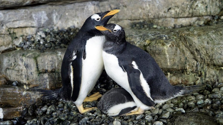 Двойката женски пингвини, които си осиновиха яйце