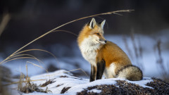 Ловците ще помагат при ваксинацията на лисиците срещу бяс