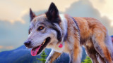 Коя порода кучета са най-близко генетично до вълците
