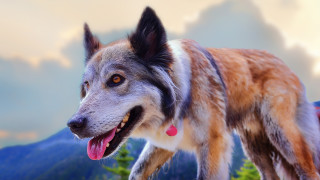 Коя порода кучета е най-близко генетично до вълците