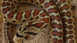 Нашествие на змии в Родопите