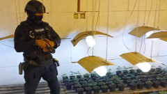 Полицията разби наркооранжерия в бивша мандра в Радомирско