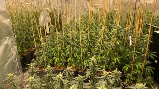 Антимафиотите задържаха 35-годишен от Пазарджик за отглеждане на канабис