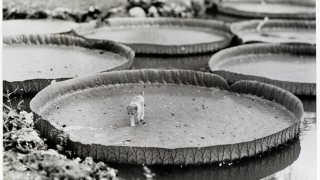 Уникални снимки от архивите на National Geographic (ГАЛЕРИЯ)