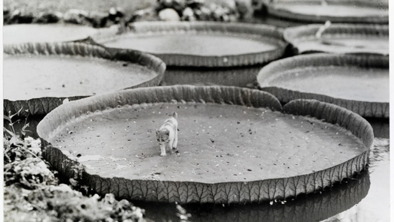 Уникални снимки от архивите на National Geographic (ГАЛЕРИЯ)