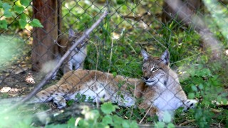 Зоопаркът във Варна се сдоби със 7 нови обитатели съобщава