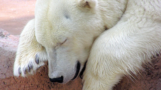 Бяла мечка убита от шефа на Белла България