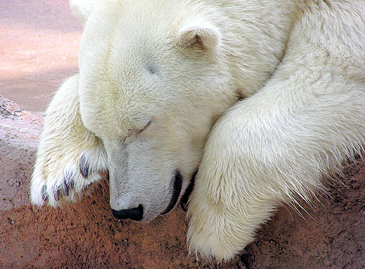 Бяла мечка убита от шефа на Белла България