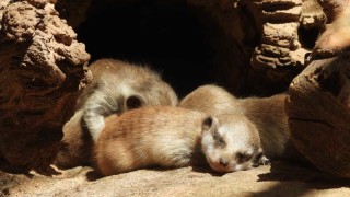 Софийският зоопарк се радва на множество нови попълнения през 2025