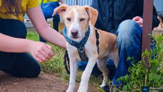 Столична община СО започва нова програма Животни за приятели