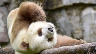 Единствената кафява панда в света станала интернет звезда (ВИДЕО)