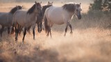  Нов уебсайт разкрива дивите кътчета и животни на Източни Родопи 