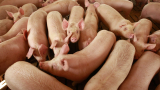 Цените на свинското месо в Китай стигнаха до рекордно високи нива