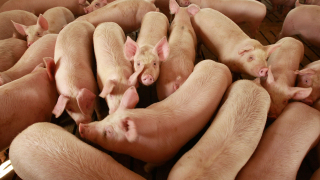 Поредния спад в цените на свинете за клане в основните