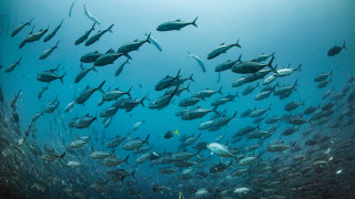 С цел опазване и съхраняване на популациите на видовете руска