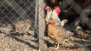 Българската агенция по безопасност на храните БАБХ констатира огнище на
