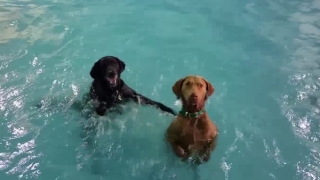 Куче, което не може да плува, стана хит в мрежата (ВИДЕО)