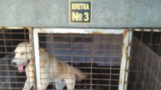 Главният прокурор Сотир Цацаров нареди незабавна проверка на незаконен развъдник