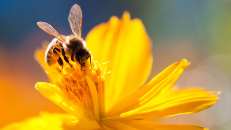 Не са малко причините да харесваме пчелите. Изключение са само