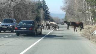 Стадо диви коне затруднява движението по подбалканския път София Бургас в