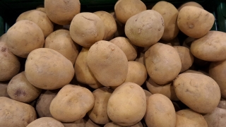 Реколтата от картофи за готвене във Великобритания Франция Белгия Холандия