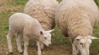 Българската агенция по безопасност на храните иска да вземе втора